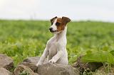 JACK RUSSEL 186